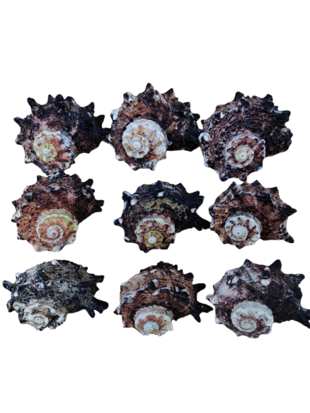 Natural Crown-of-Thorns Conch, - Equestrian Helmet review and price