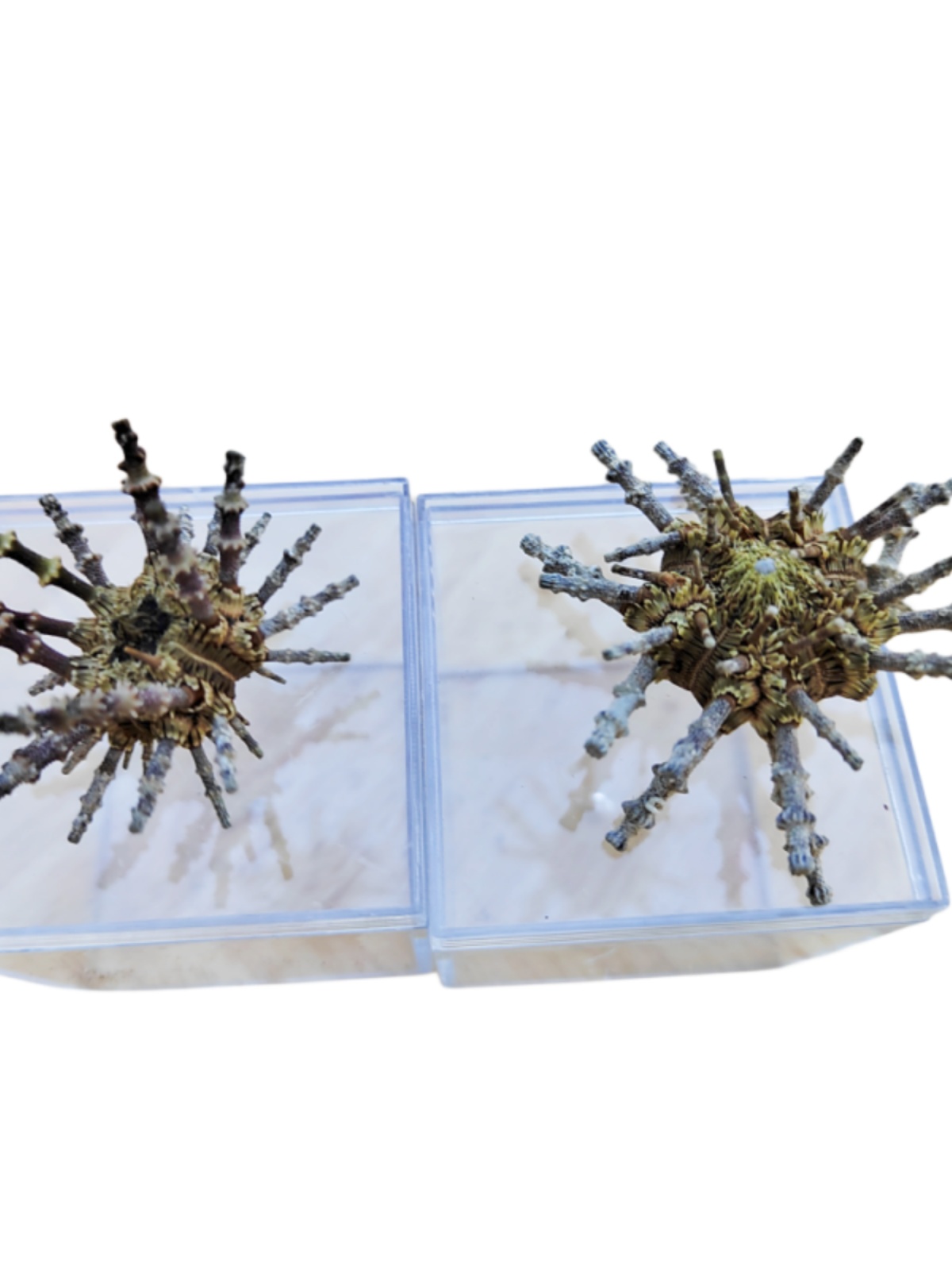 Natural Crown-of-Thorns Conch, - Equestrian Helmet review and price