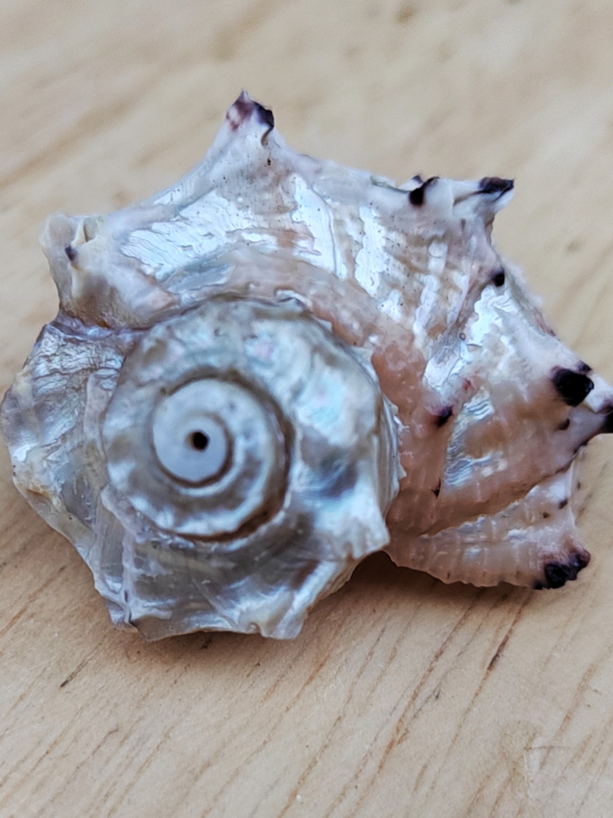 Natural Crown-of-Thorns Conch, - Equestrian Helmet review and price